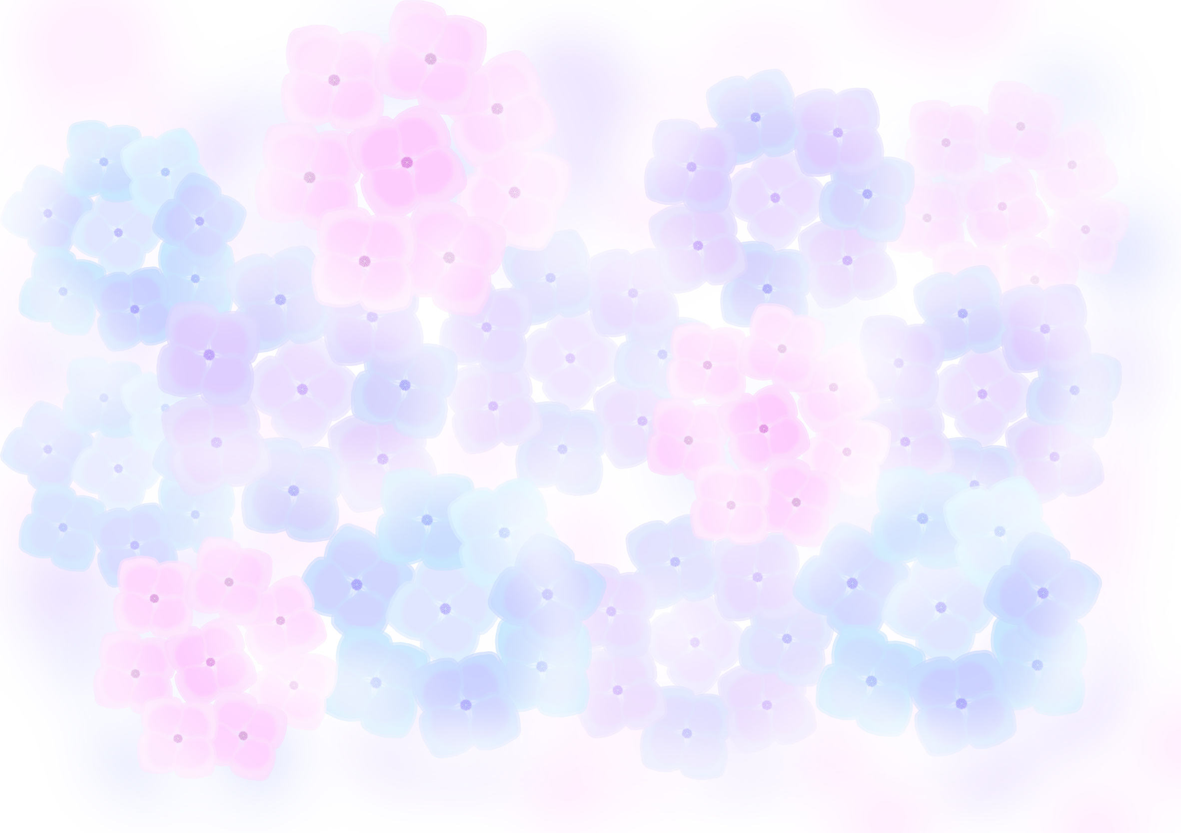 Hydrangea